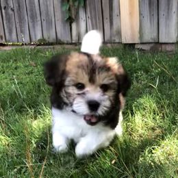 Coton de Tulear Puppies from Cotton Row Cotons