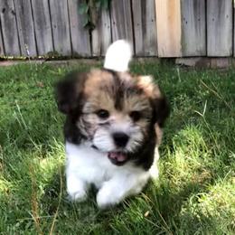Coton de Tulear Puppies from Cotton Row Cotons