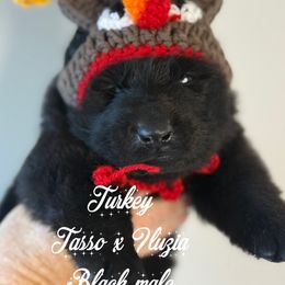 Turkey (black collar) - Black male German Shepherd puppy in Canterbury, Connecticut from Nachtwaechter German Shepherds, LLC