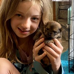 BEAR - Black and tan Pomeranian puppy in Elizabethtown, Kentucky from Teeny Tiny Puppy Tails
