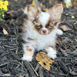 Pegasus - Merle male Chihuahua puppy in Anderson, South Carolina from Lil Treasures Chihuahuas