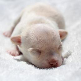 Ember - Cream female Chihuahua puppy in Forsyth, Georgia from Brooks Grove Canines LLC