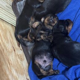 Dachshund Puppies from JP's South Texas Dachshunds