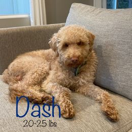 Dash - Labradoodle
