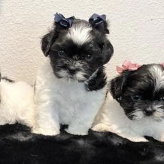 Mal-Shis from Ncstellarpuppies