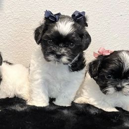 Mal-Shis from Ncstellarpuppies