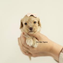 Champaign (White Collar) - Apricot female Cavapoo puppy in Republic, Missouri from Red Skye Puppies
