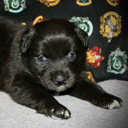 Amor - Black & white male Miniature Australian Shepherd puppy in El Dorado Springs, Missouri from HP Aussie Kennels