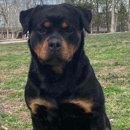 Maya - Black and mahogany female Rottweiler puppy in Holts Summit, Missouri from Hurleyhaus Rottweilers