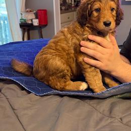 Airedale Terrier, Bernedoodle, and Bernese Mountain Dog Puppies from Beitzel Babies