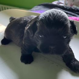 Puppy 2 - Black male Shih Tzu puppy in Kingsley, Michigan from Joseph's Shih Tzus
