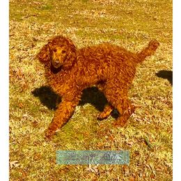 Poodles from Brown’s Poodles & Doodles