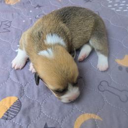 Girl 1 - Sable female Pembroke Welsh Corgi puppy in Edinburgh, Indiana from J Bar M Corgis