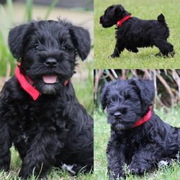 Cane Corso and Miniature Schnauzer Puppies from Brock’s Cane Corso & Miniature Schnauzers