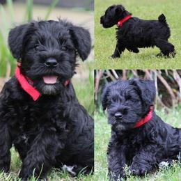 Cane Corso and Miniature Schnauzer Puppies from Brock’s Cane Corso & Miniature Schnauzers