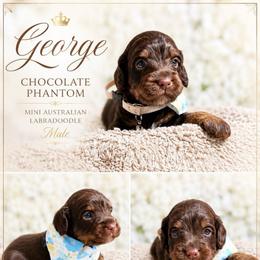 George - Chocolate male Australian Labradoodle puppy in Taylor, Michigan from Mi Best Doodle Ever, LLC