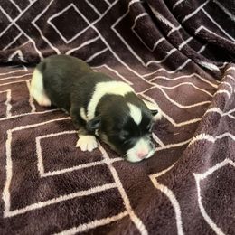 Pembroke Welsh Corgi Puppies from Simply loved corgis