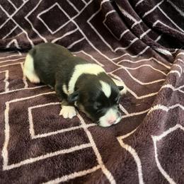 Pembroke Welsh Corgi Puppies from Simply loved corgis