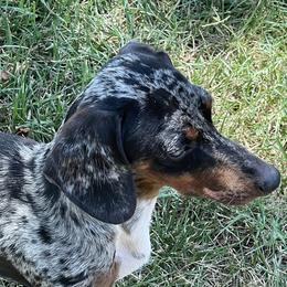 Bentley - Dachshund
