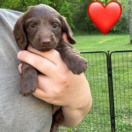 Dachshund Puppies from Rock Bottom Farms