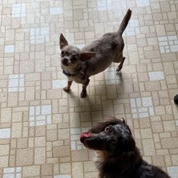 Iris - Chihuahua