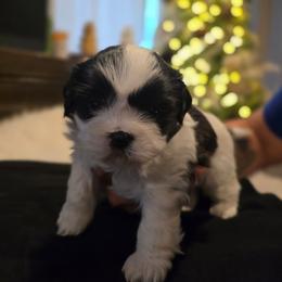MooMoo - Black and white female Shih Tzu puppy in Providence, Rhode Island from Yahaira Toro