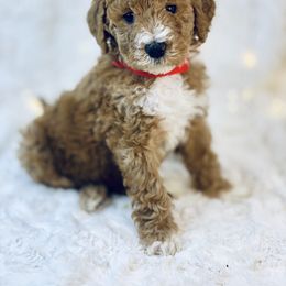 Goldendoodle Puppies from Castillo Family Farm