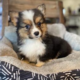 American Corgi and Pembroke Welsh Corgi Puppies from Tori’s Sassy Corgis