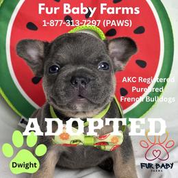 Dwight - Blue fawn male French Bulldog puppy in Michigan from Fur Baby Farms