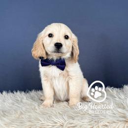 Jamba - Cream male Companion Cross puppy in Utah County, Utah from Big Hearted Breeders