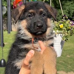 Dakari - Black and red female German Shepherd puppy in Harvard, Illinois from Aus Dem Meer German Shepherds