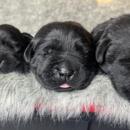 Astrid - Black female Labrador Retriever puppy in Texas from Raley Retrievers
