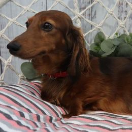 Maddy - Dachshund
