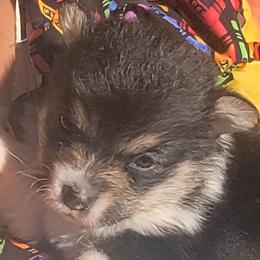 Crayola bandana boy - Black and tan male Pembroke Welsh Corgi puppy in Cherokee, Oklahoma from MCS Farms-OK