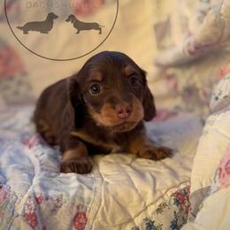 Girl 2 - Chocolate and cream female Dachshund puppy in Town Creek, Alabama from Dirt Road Dachshunds