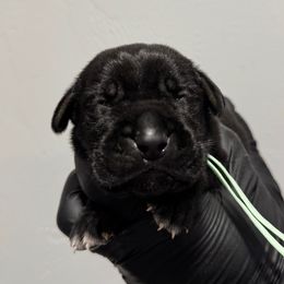 Black Female 2 - Black female Cane Corso puppy in Cashion, Oklahoma from APEXOK Cane Corsos LLC