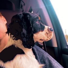 Cash - English Springer Spaniel