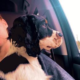 Cash - English Springer Spaniel