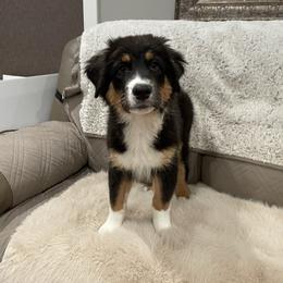 Maddox - Black tri-color male Australian Shepherd puppy in Hayward, California from Grissom’s Aussies