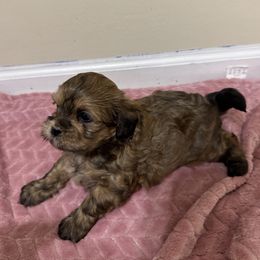 Pumpkin - Brown female Shihpoo puppy in Cedar Springs, Michigan from Pridespoodles