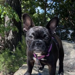 Dorothy - French Bulldog