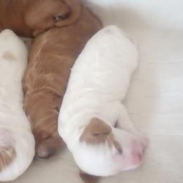 Cockapoos from Janet Campbell