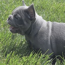 French Bulldog Puppies from Bourbon Country Bullies