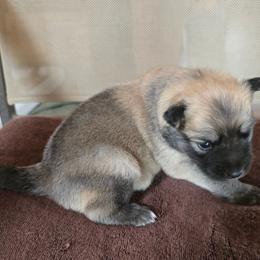 Togo - Cream and white male Icelandic Sheepdog puppy in Mariposa, California from Glacier Point Icelandics