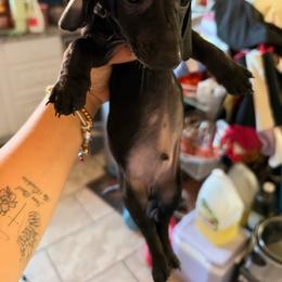 Oreo - Black male Dachshund puppy in Yuba City, California from The Navarro Furbabies