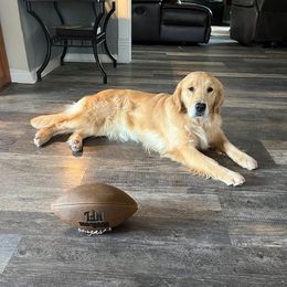 Boo - Golden Retriever