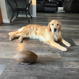 Boo - Golden Retriever