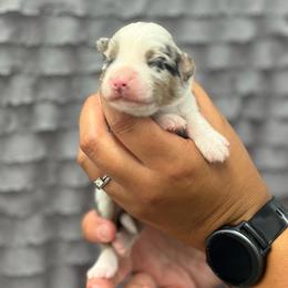 Merle male - Blue merle male Miniature American Shepherd puppy in Osco, Illinois from Sonnenhügel Kennel, LLC