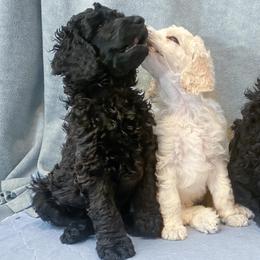 Blue Erling - Black male Poodle puppy in Louisville, Kentucky from Borealis Poodles