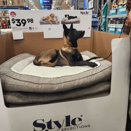 Buddha Pup - Belgian Malinois puppy from Forever Family K9